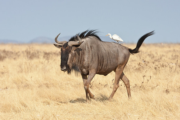 Blue Wildebeest with Cattle Egret