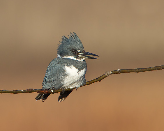 Belted Kingfisher