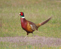 Ring-necked Pheasant