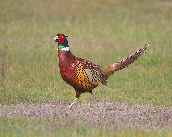 Ring-necked Pheasant