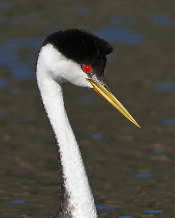 Western Grebe