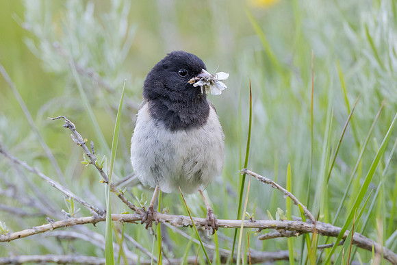 Dark-eyed Junco