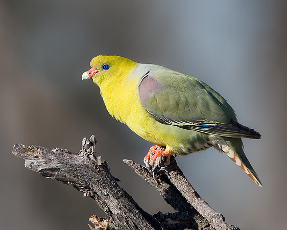 African Green-pigeon