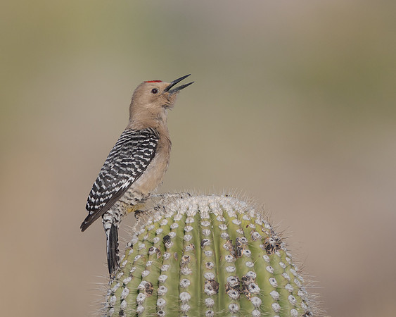 Gila Woodpecker