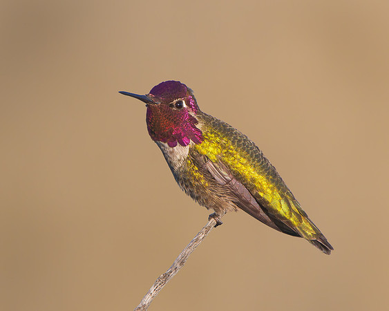 Anna's Hummingbird