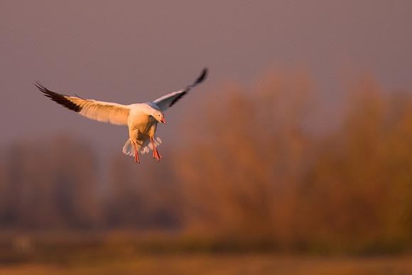 Snow Goose at sunset