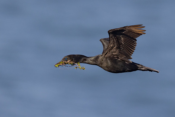 Brandt's Cormorant