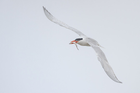 Caspian Tern