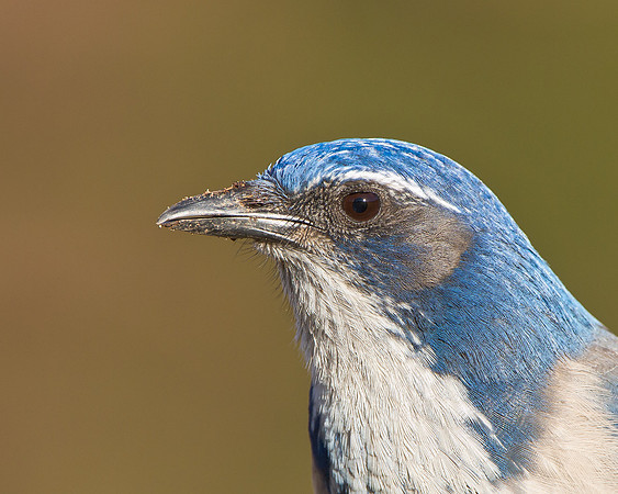 California Scrub-Jay (formerly Western Scrub-Jay)