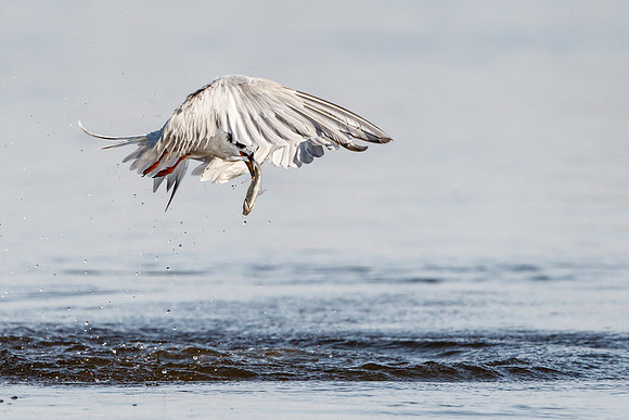 Forester's Tern with fish