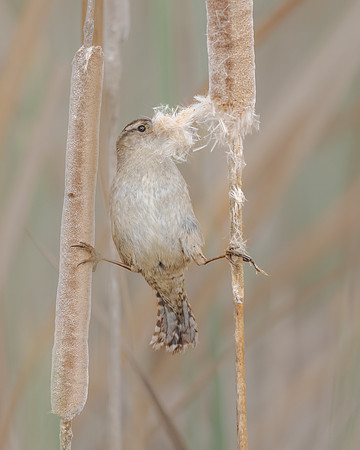 Marsh wren