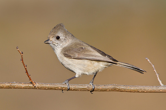 Oak Titmouse