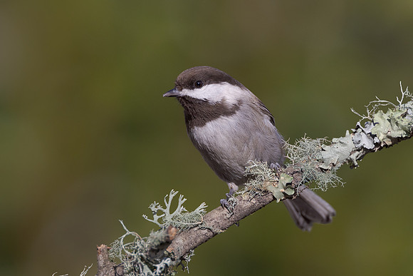Chestnut-backed Chickadee