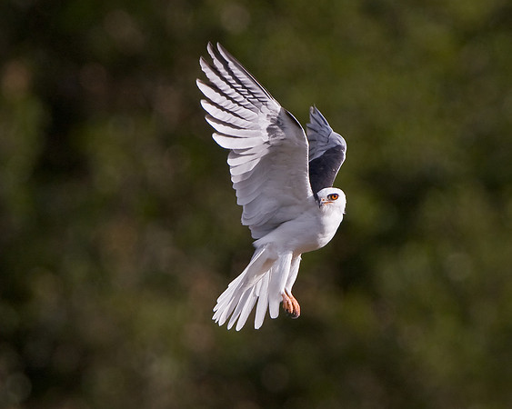 White-tailed Kite