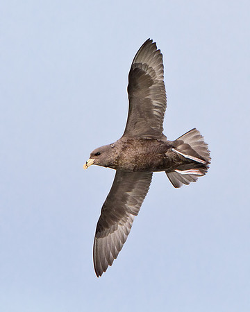 Northern Fulmar