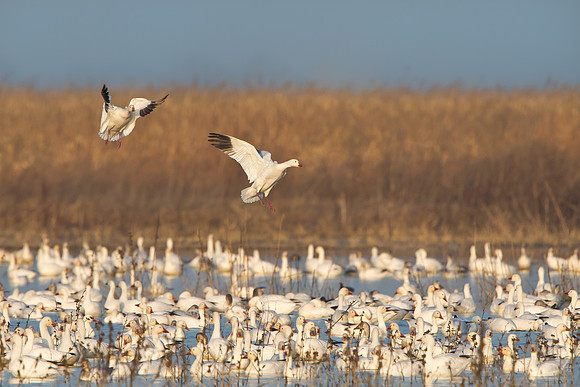 Snow Geese