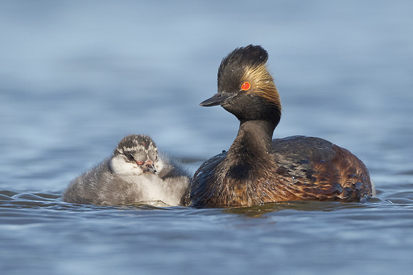 Eared Grebe, with chick