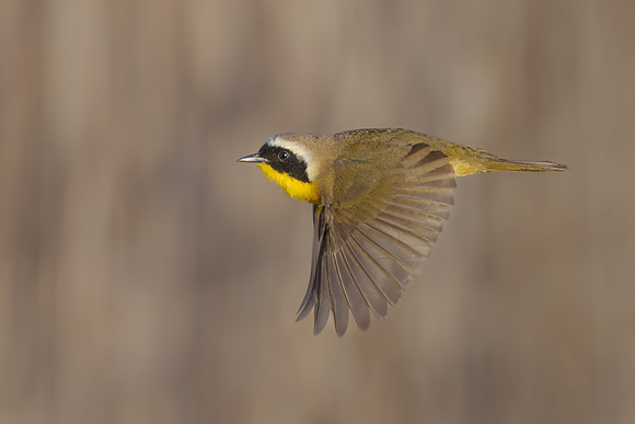 Common Yellowthroat