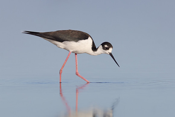 Black-necked Stilt