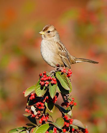 White-crowned Sparrow, juvenile