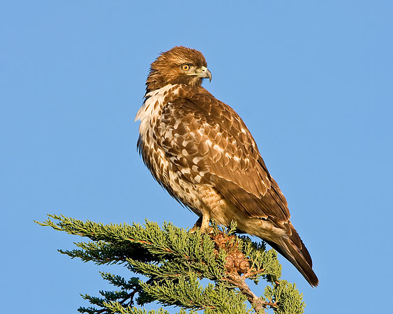 Red-tailed Hawk