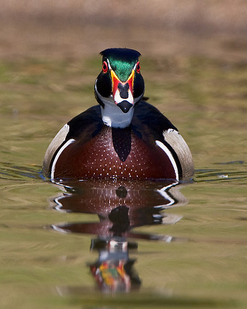Wood Duck, male