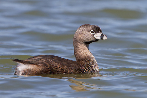 Pied-billed Grebe