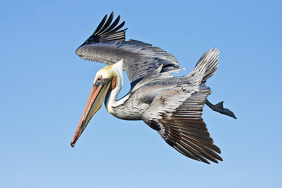Brown Pelican, preparing to dive