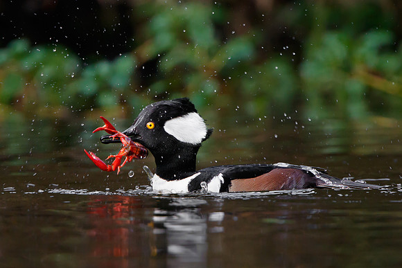 Hooded Merganser