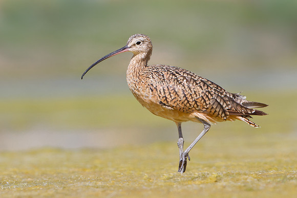 Long-billed Curlew