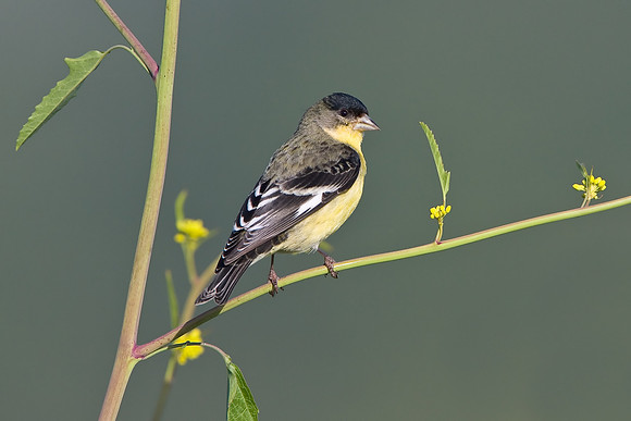 Lesser Goldfinch