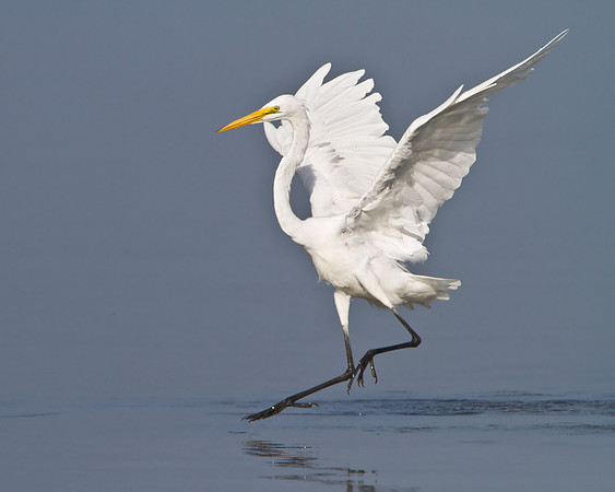 Great Egret
