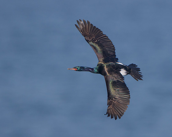 Pelagic Cormorant