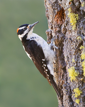 Hairy Woodpecker