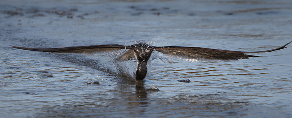 Black Skimmer