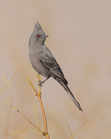 Phainopepla