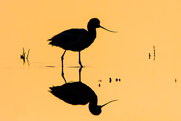 American Avocet, silhouette at sunrise