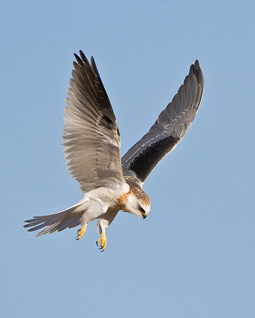 White-tailed Kite, performing the "glide dive"