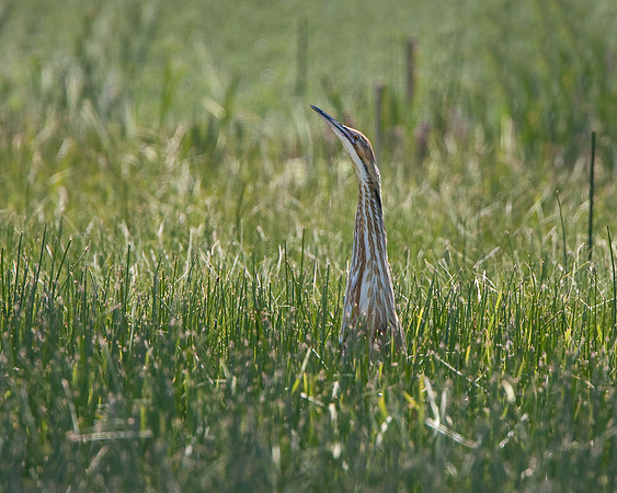 American Bittern