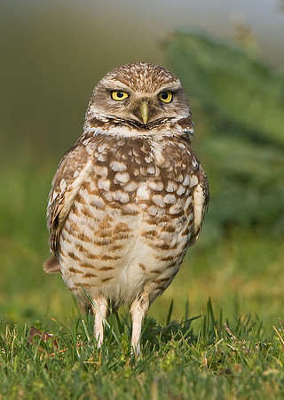 Burrowing Owl
