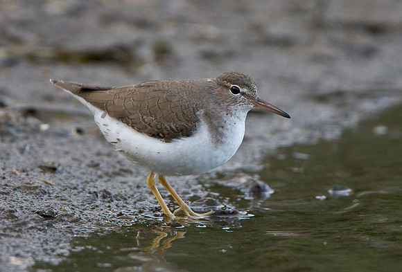 Spotted Sandpiper