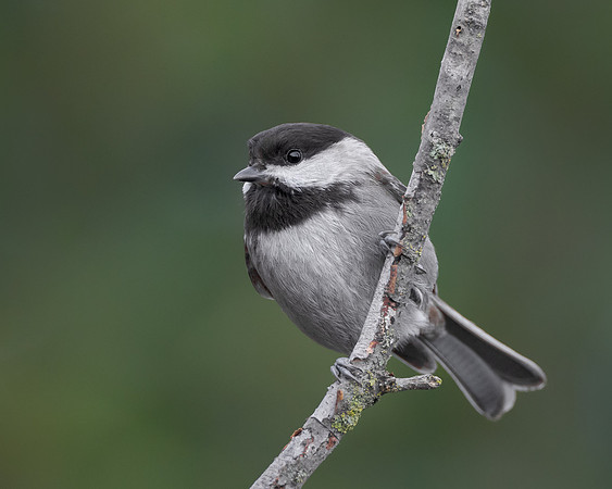 Chestnut-backed Chickadee
