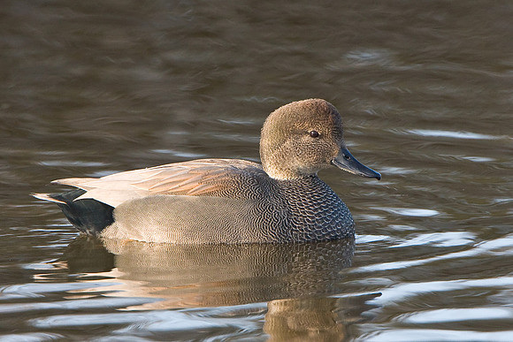 Gadwall