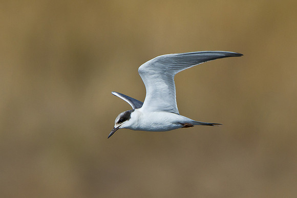 Forster's Tern