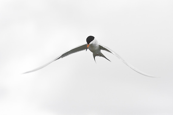 Forster's Tern