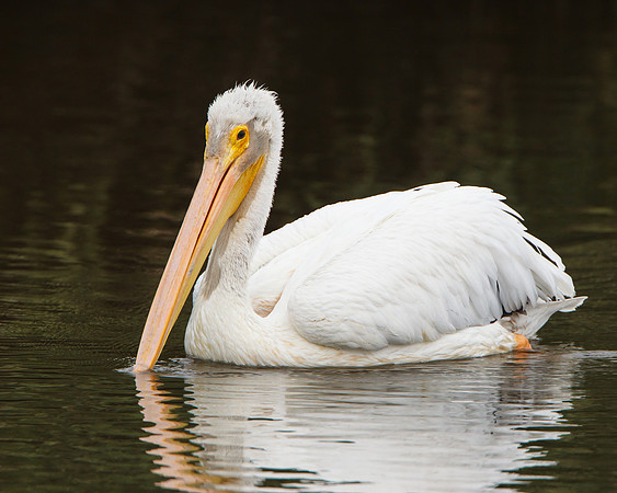 American White Pelican