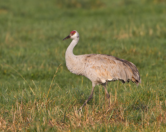 Sandhill Crane