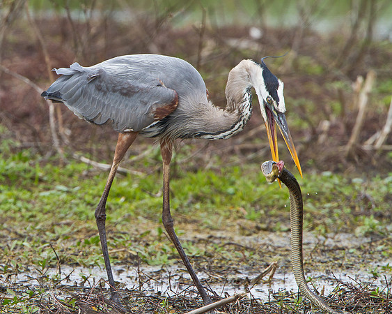 Great Blue Heron in battle with snake