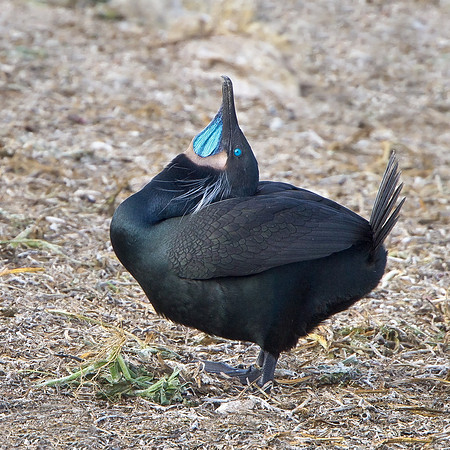 Brandt's Cormorant, courtship display