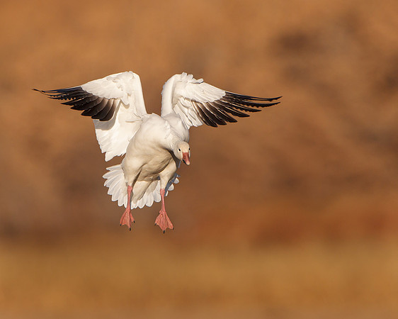 Snow Goose